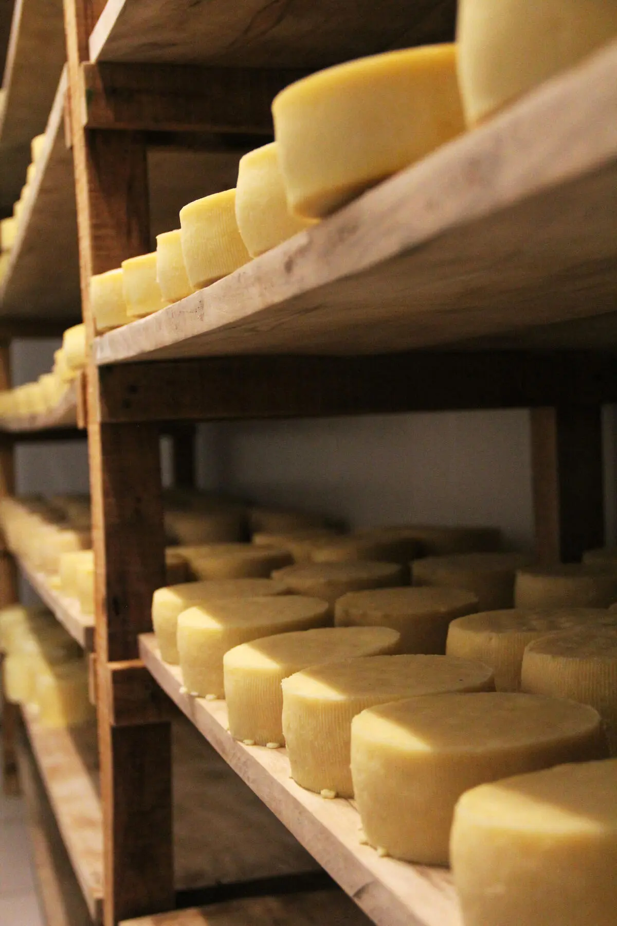 Hormas de queso de oveja en la cámara de maduración